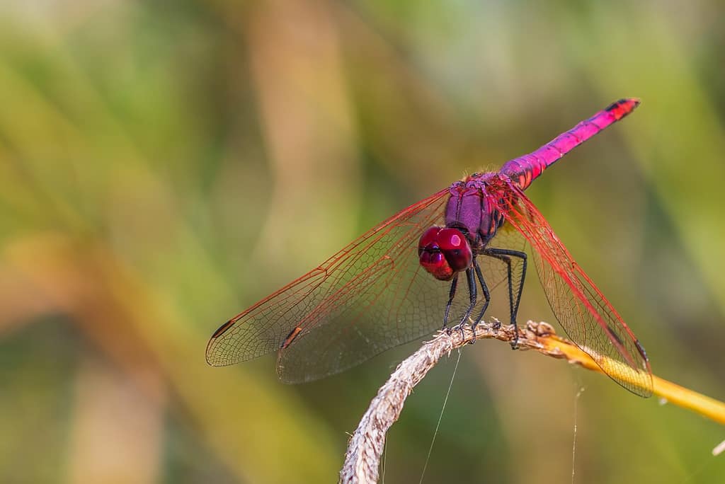 Trithemis annulata, Purperlibel