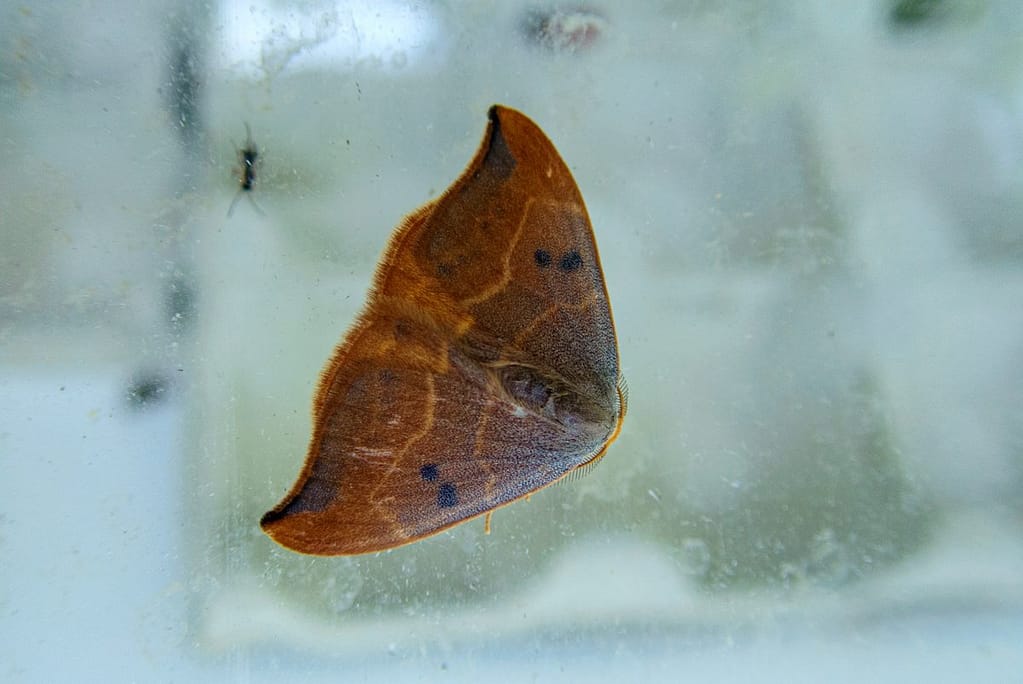 Watsonalla binaria, Gele eenstaart