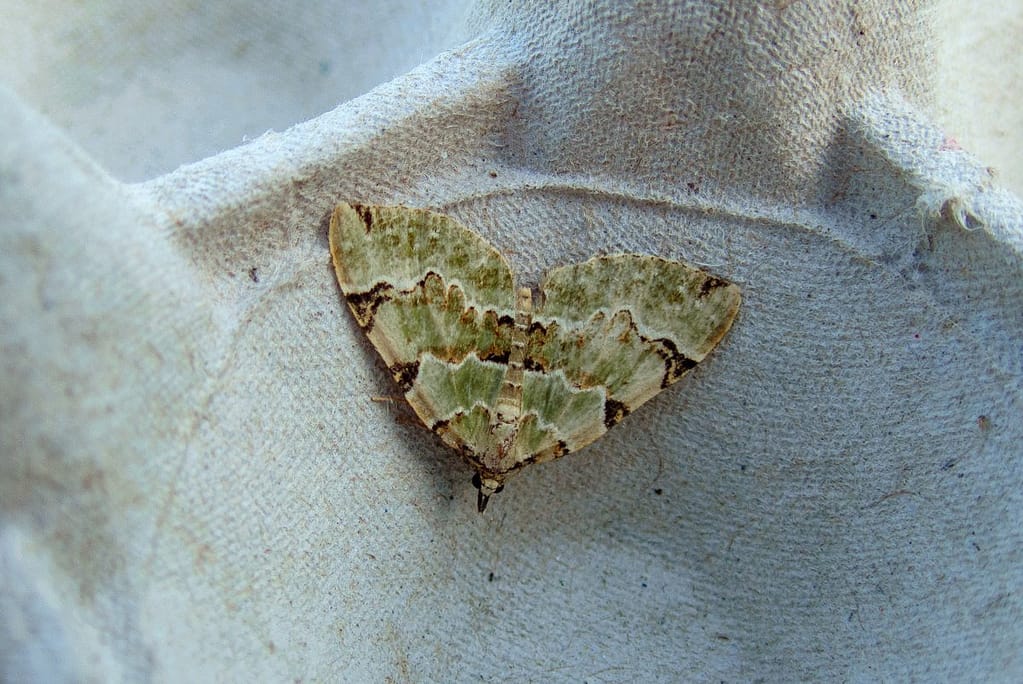 Colostygia pectinataria, Kleine groenbandspanner