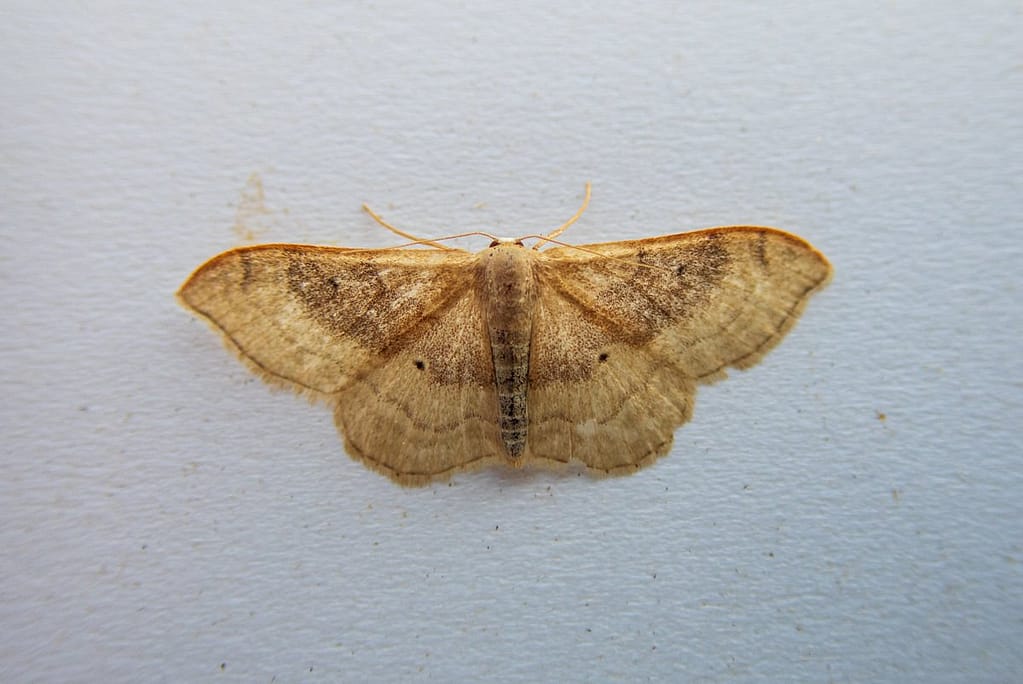 Idaea degeneraria, Bandstipspanner