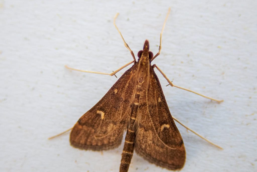 Dolicharthria punctalis, Sikkelvlekmot