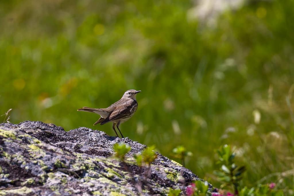 Anthus spinoletta, Waterpieper