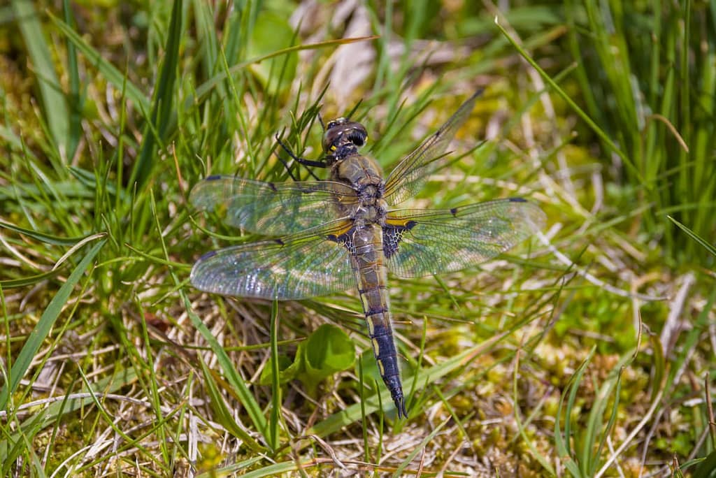 Libellula quadrimaculata, Viervlek