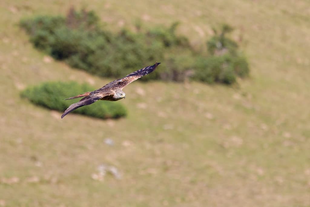 Milvus milvus, Rode wouw