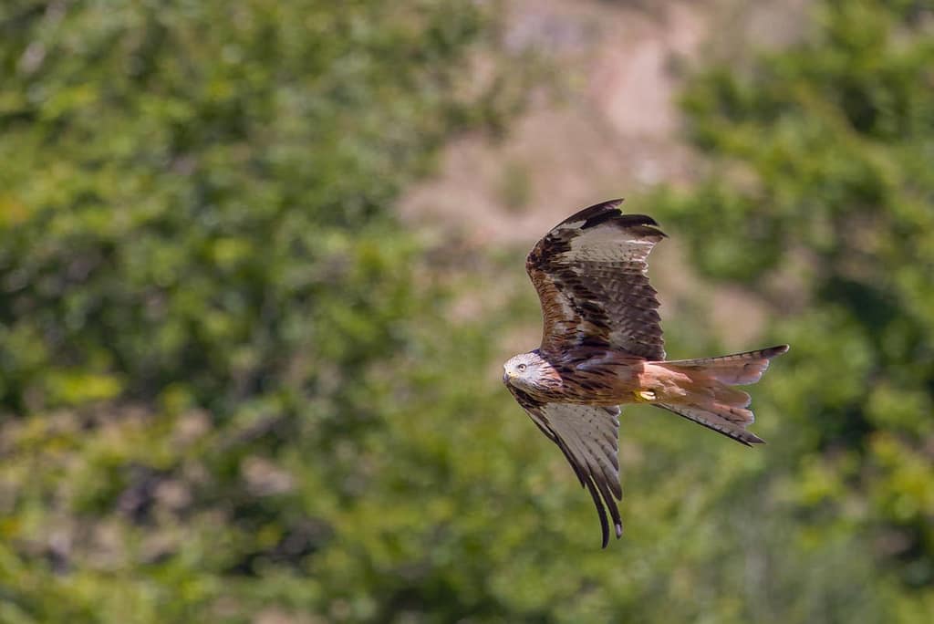 Milvus milvus, Rode wouw