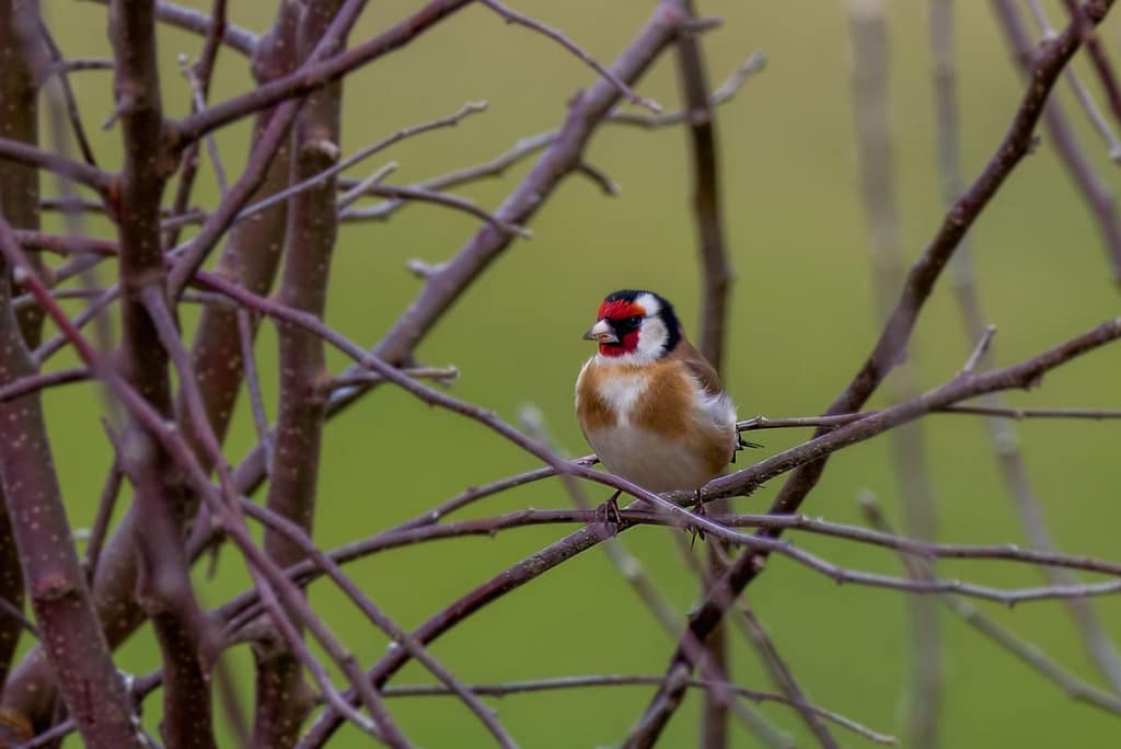 Carduelis carduelis, Putter