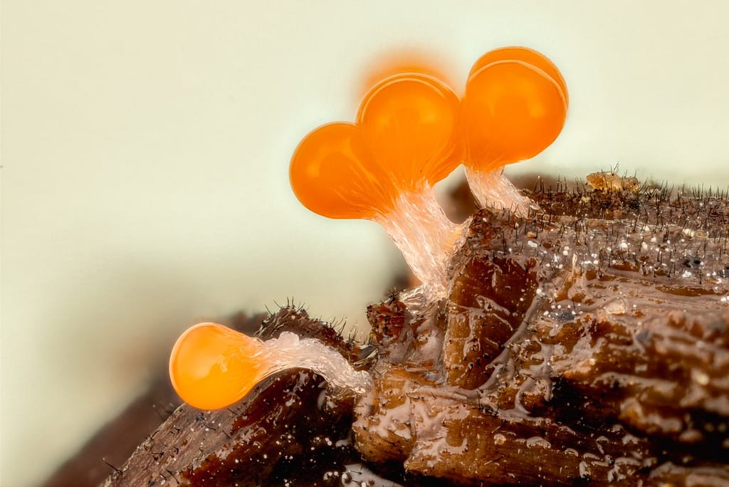 Trichia crateriformis, dekselvormig draadwatje onrijp