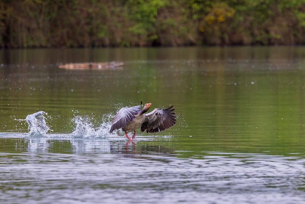 Anser anser - Grauwe gans