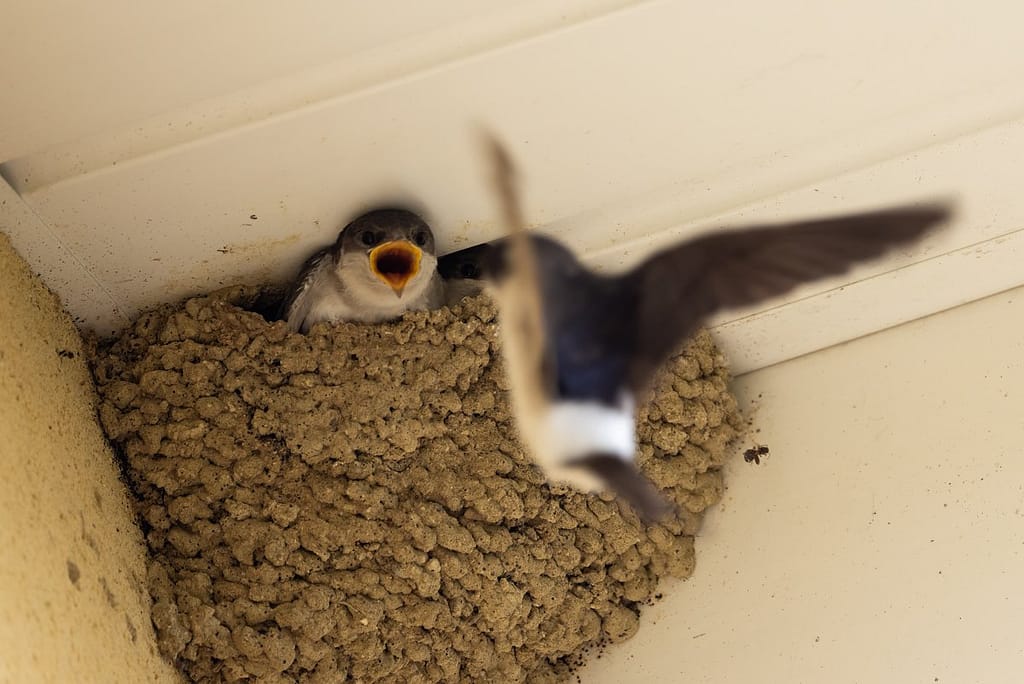 Delichon urbicum - Huiszwaluw