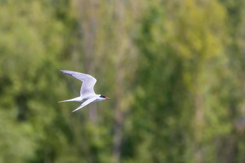 Sterna hirundo - Visdief