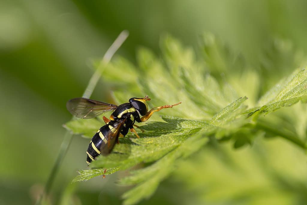 Xanthogramma citrofasciatum - Citroenzweefvlieg