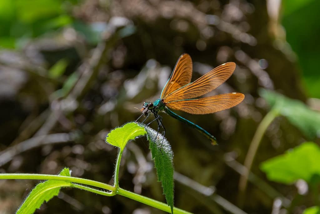 Calopteryx virgo - Bosbeekjuffer