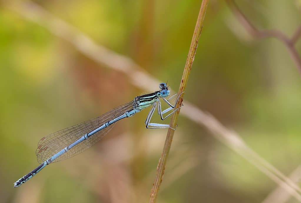 Platycnemis pennipes - Blauwe breedscheenjuffer
