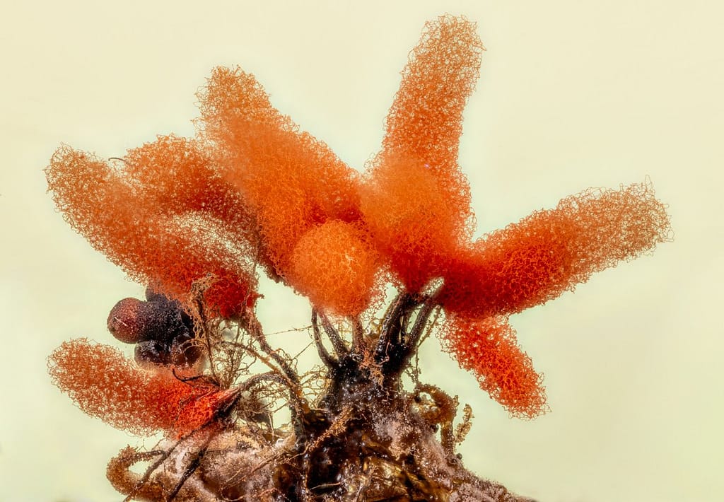 Arcyria denudata, Karmijnrood netwatje