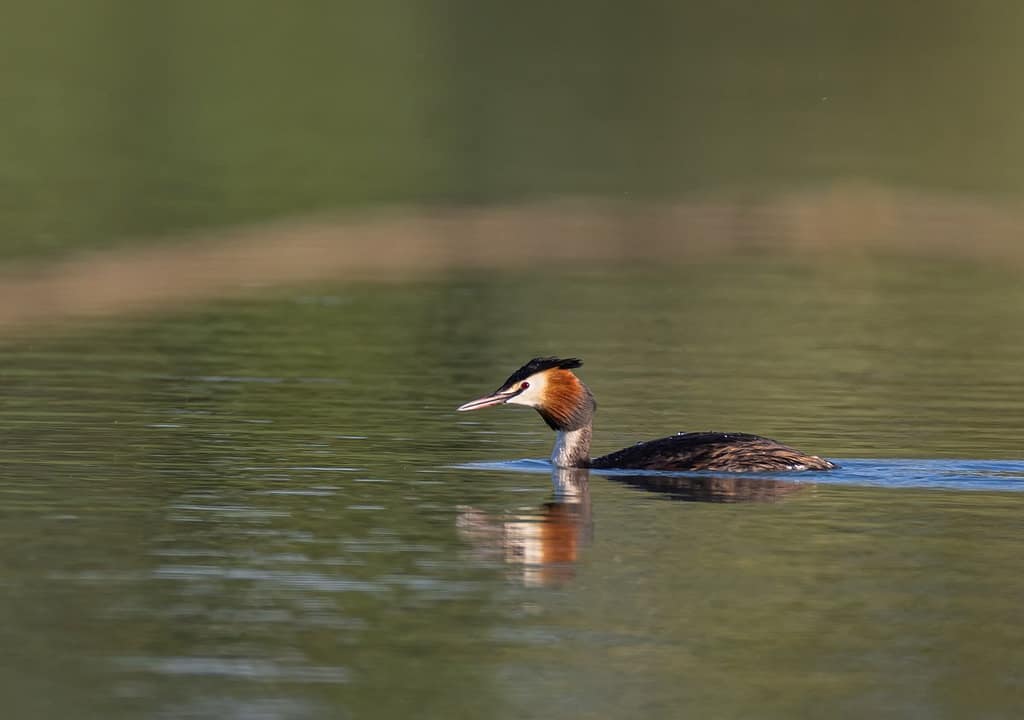 Podiceps cristatus, Fuut