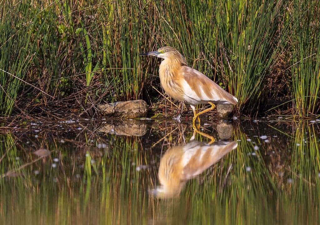 Ardeola ralloides, Ralreiger