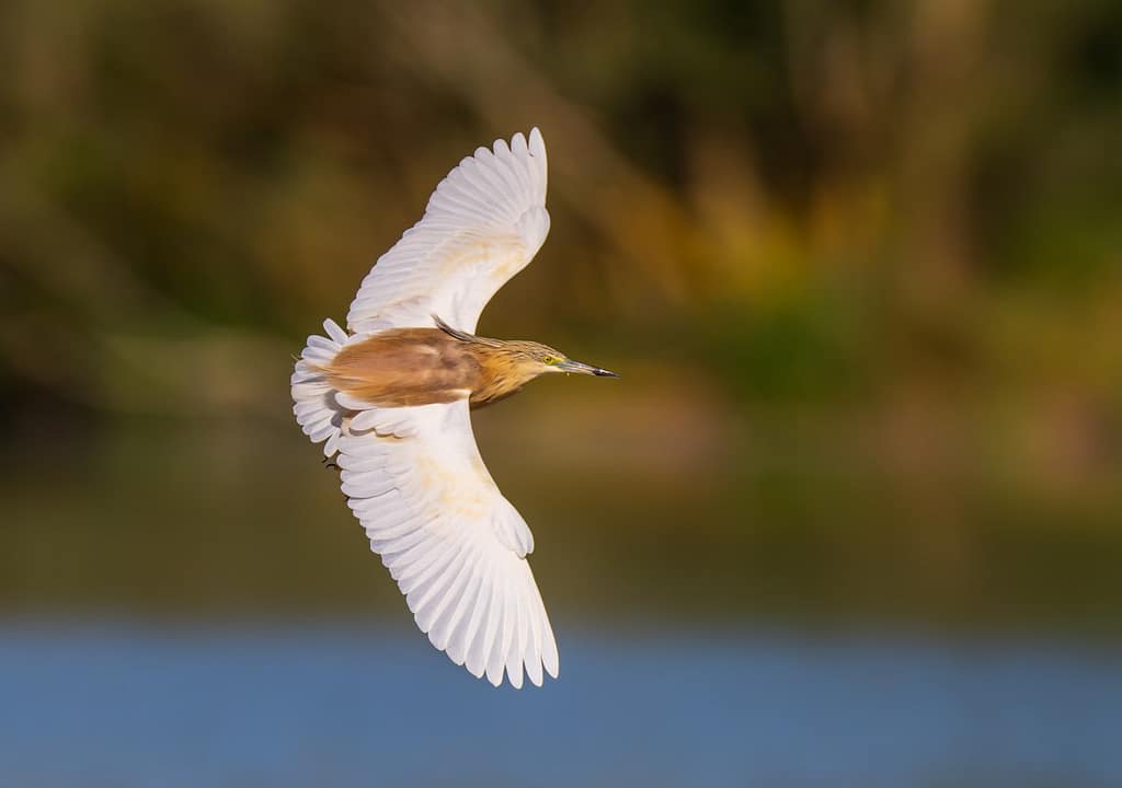 Ardeola ralloides, Ralreiger