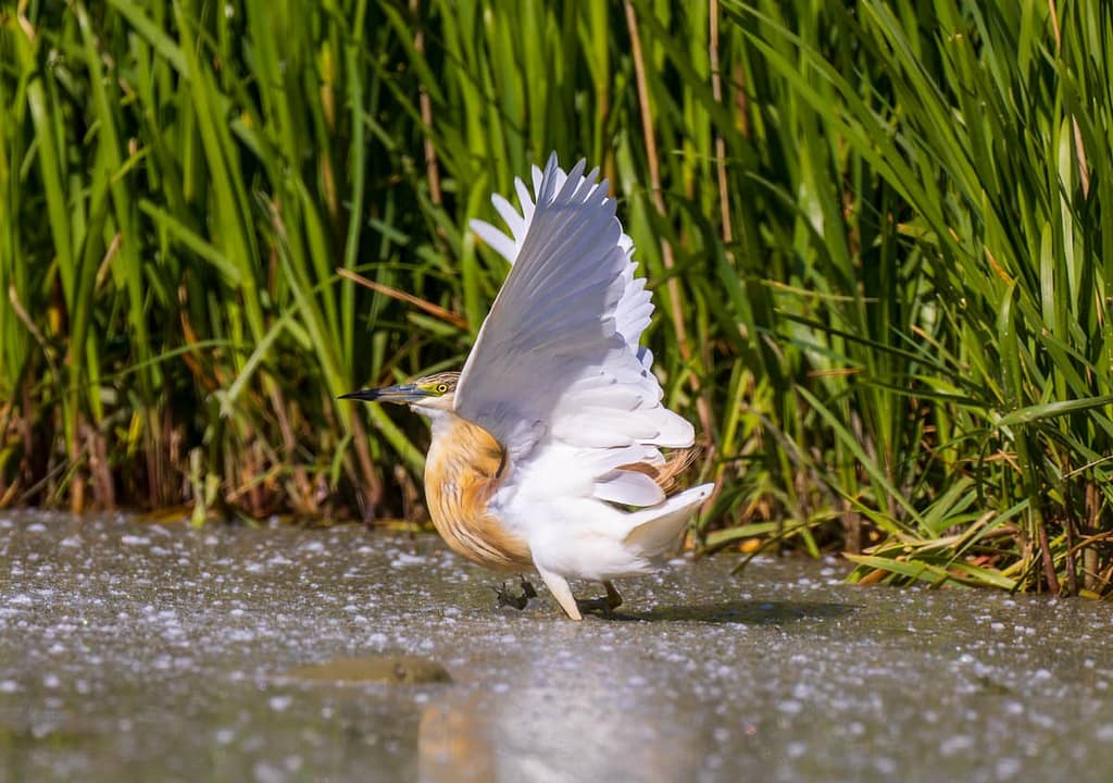 Ardeola ralloides, Ralreiger