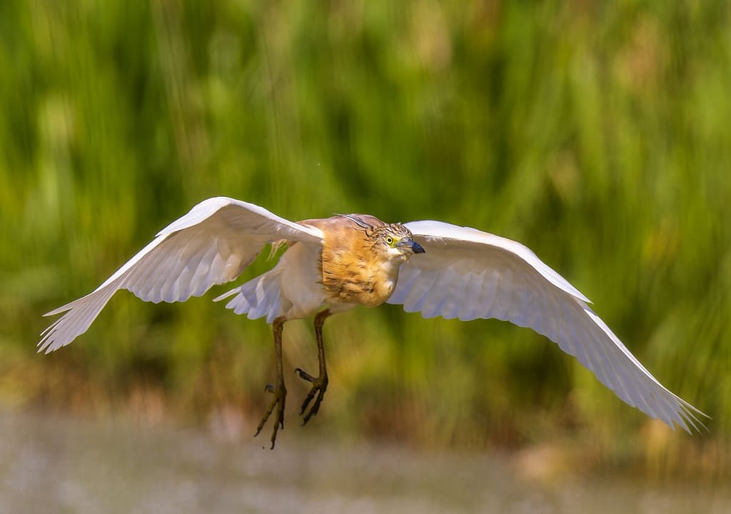 Ardeola ralloides, Ralreiger