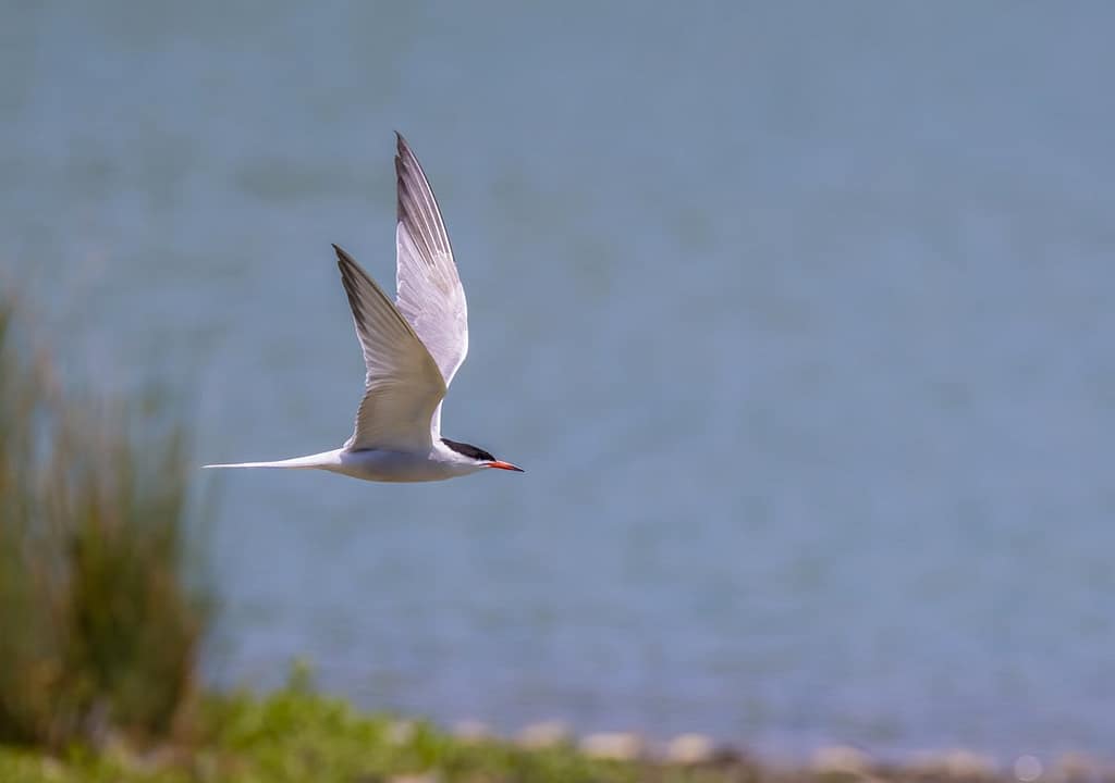 Sterna Hirundo, Visdief
