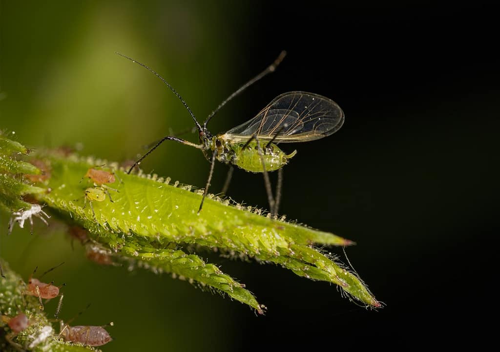 Macrosiphum rosae, Gewone rozenluis