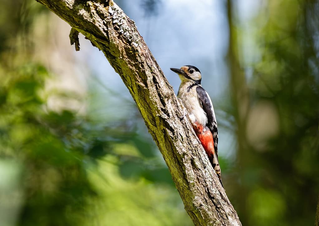 Dendrocopos Major, Grote bonte specht