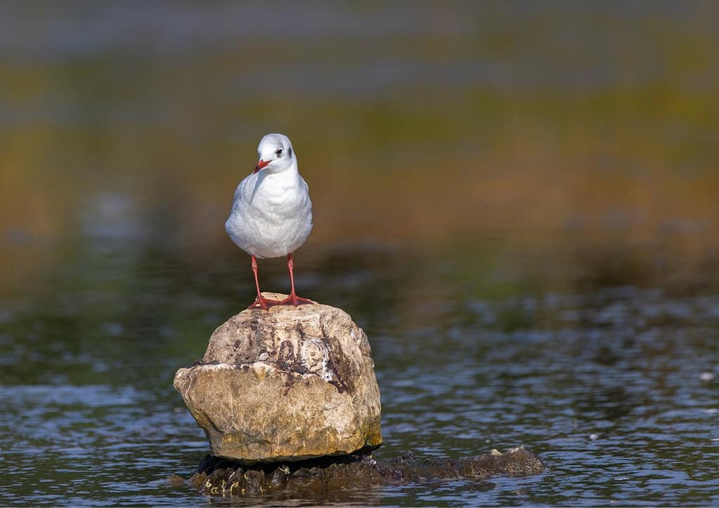 Chroicocephalus ridibundus, Kokmeeuw