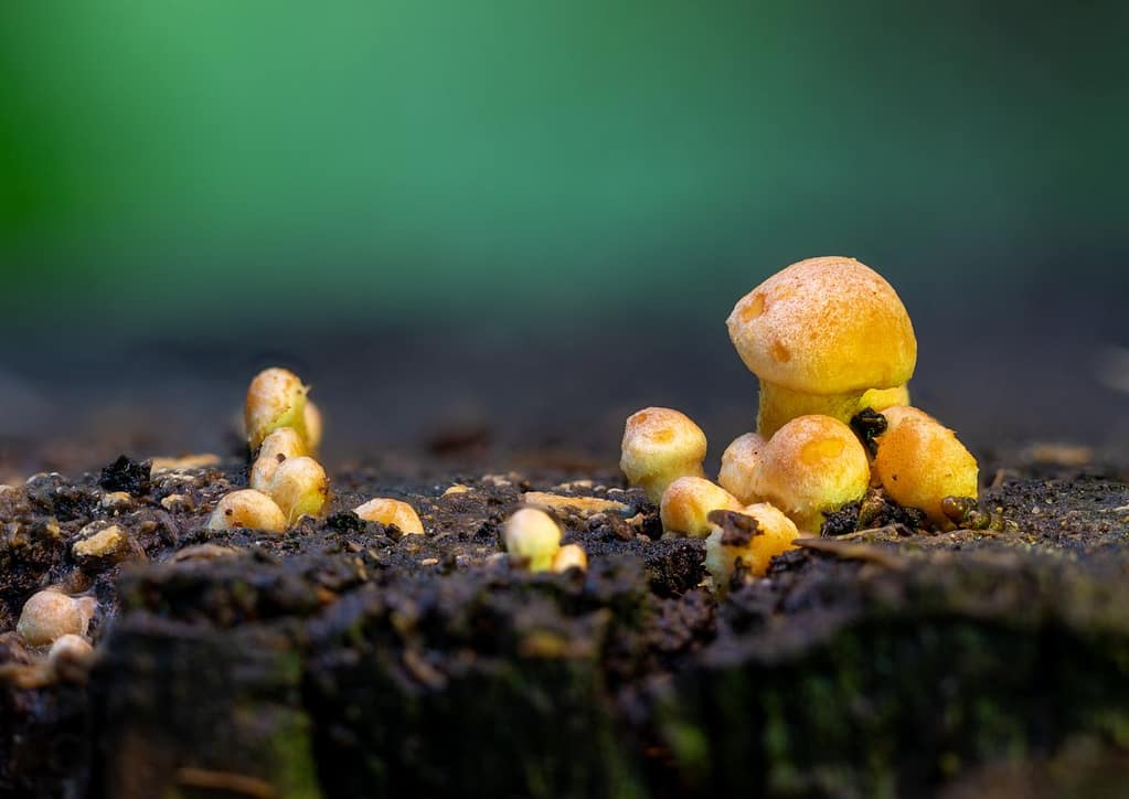 Paddestoelen in ontwikkeling