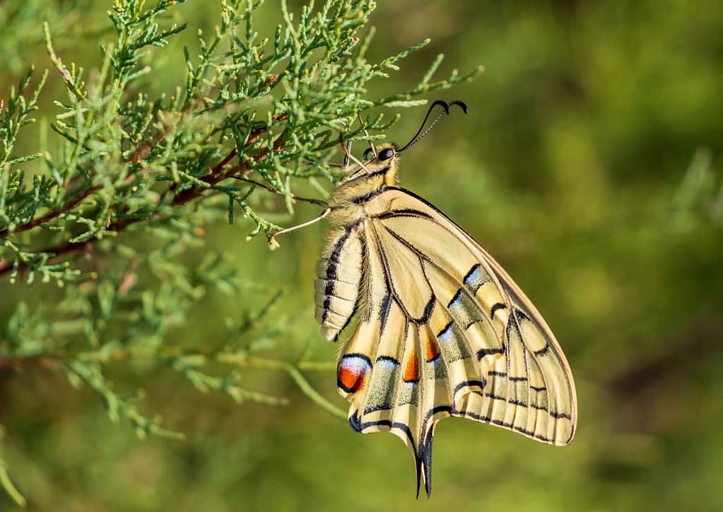 Papilio machaon, Koninginnenpage