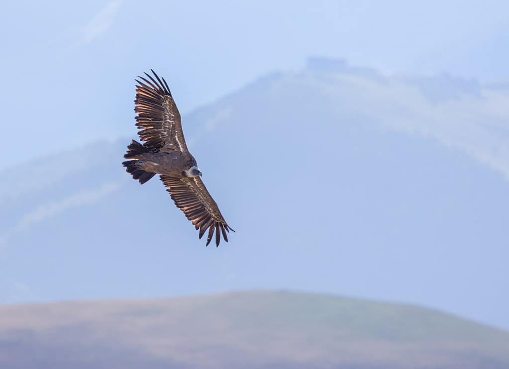 Gier bij Mont Né in de Pyreneeën
