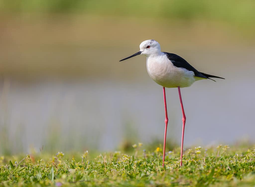 Himantopus himantopus, Steltkluut