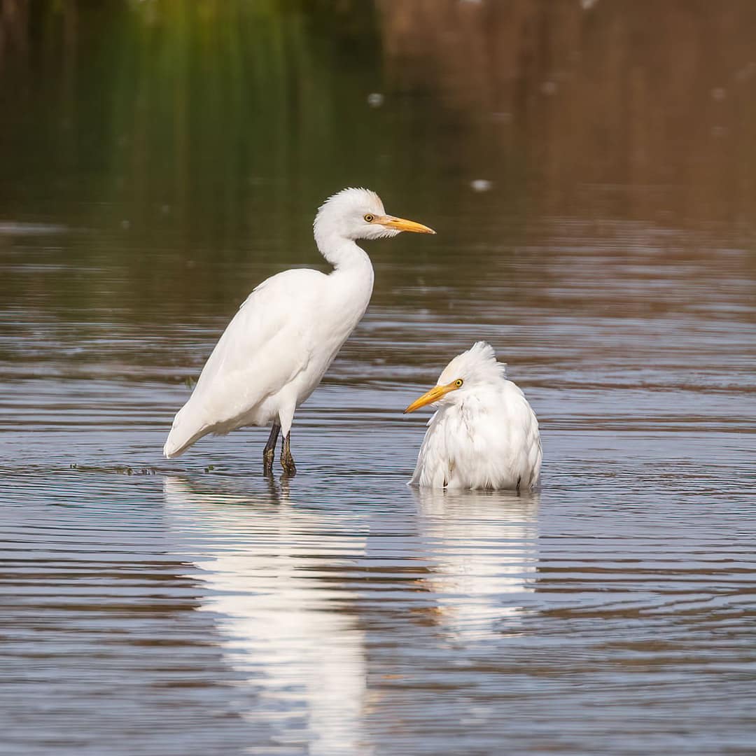 Ardea ibis, Koereiger