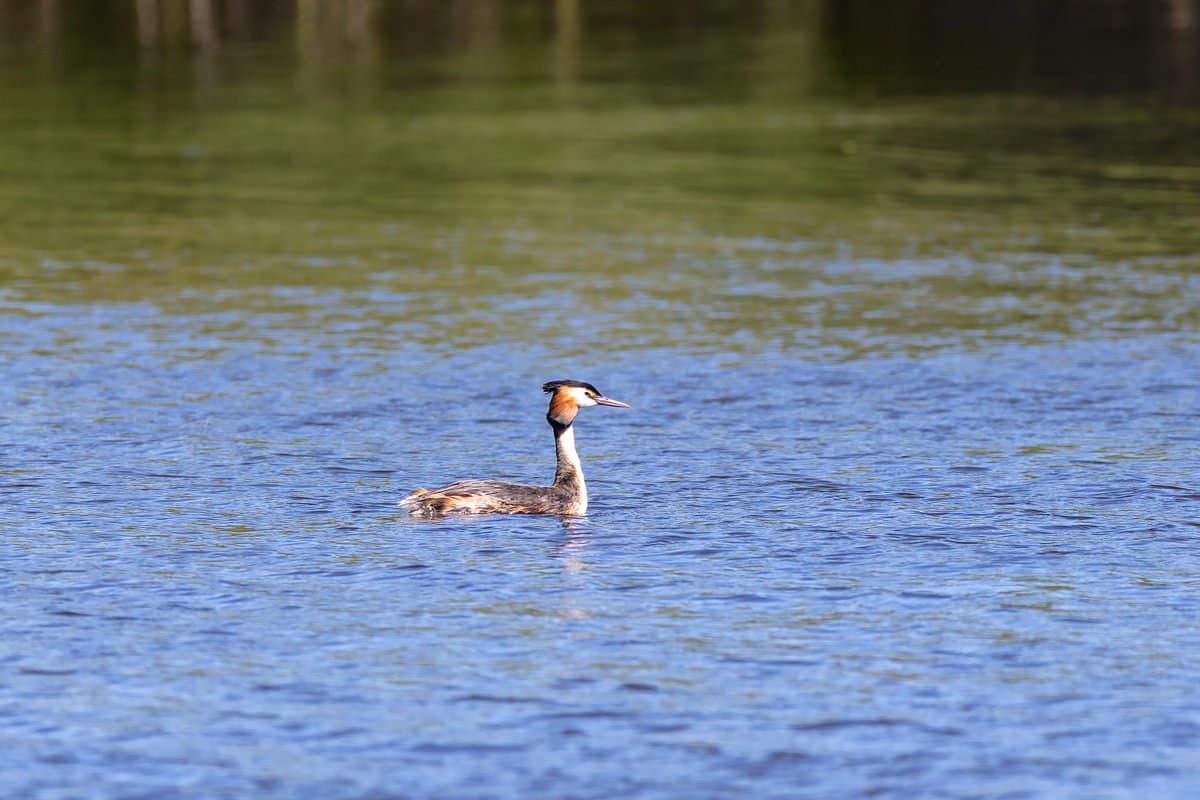 Podiceps cristatus, Fuut