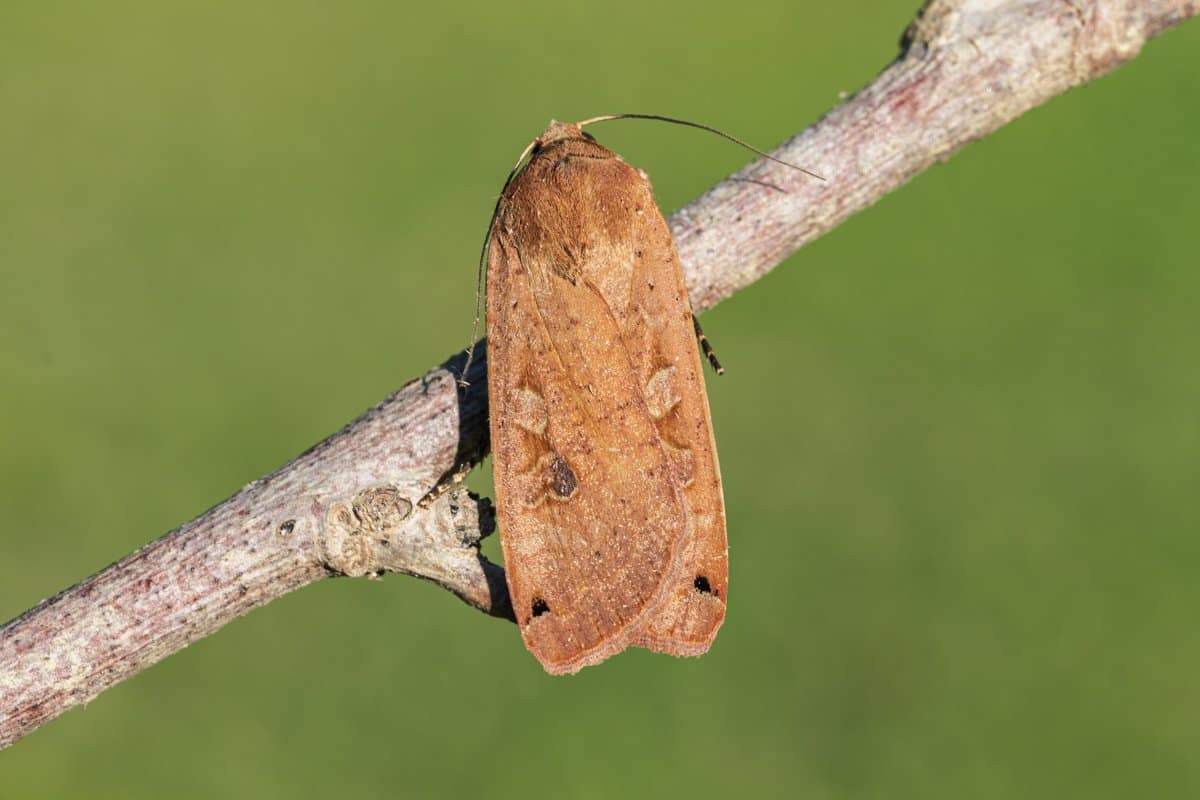 Noctua pronuba, Huismoeder