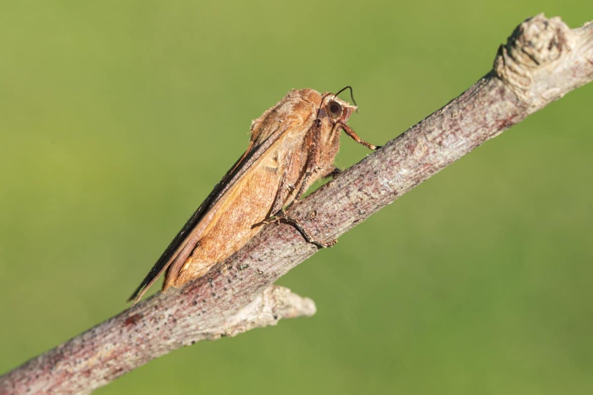 Noctua pronuba, Huismoeder