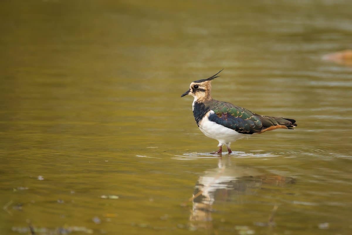 Vanellus vanellus, Kievit