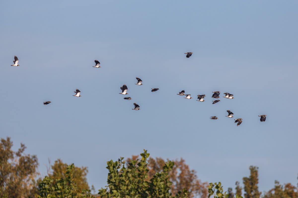 Vanellus vanellus, Kievit