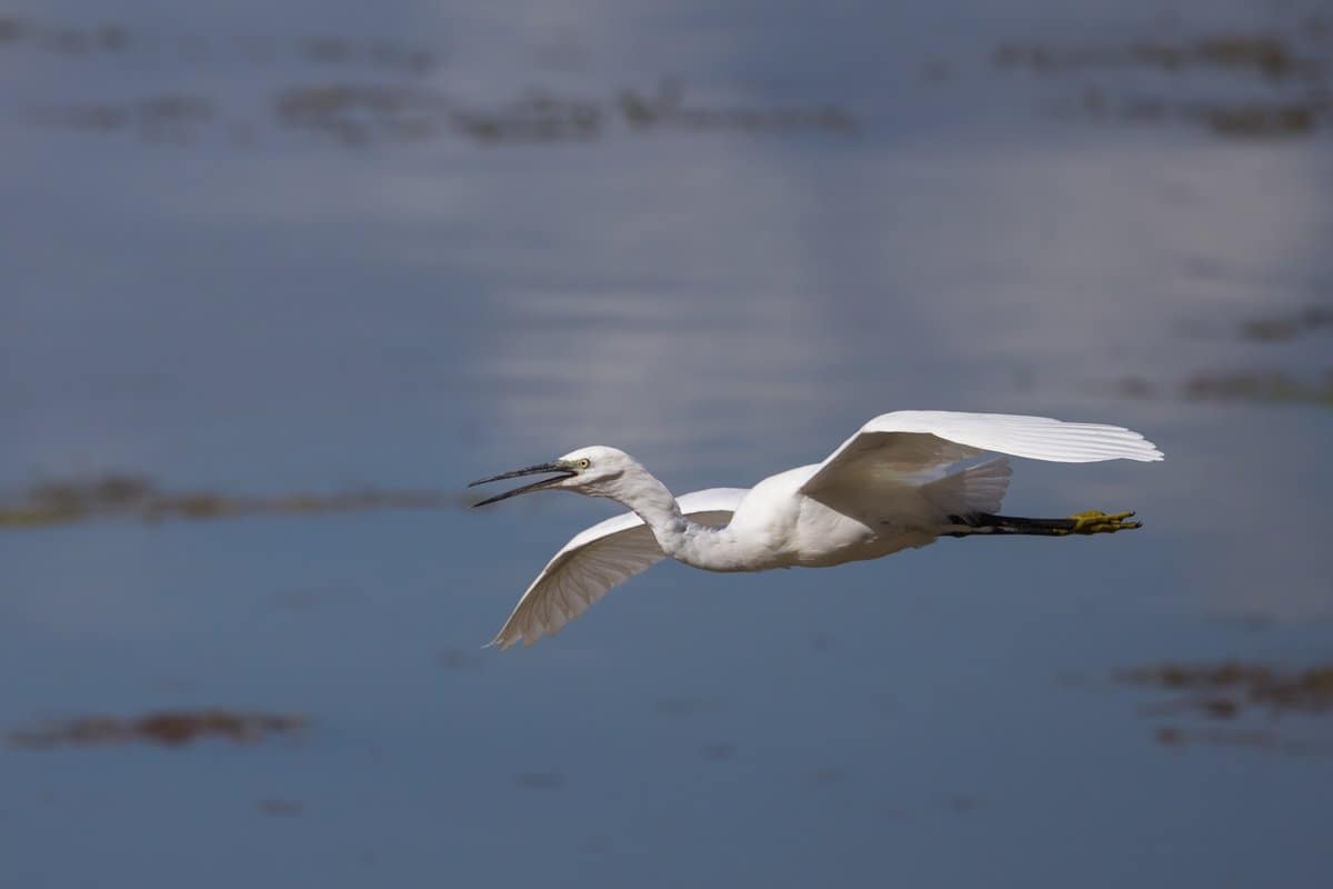 Egretta garzetta, Kleine zilverreiger