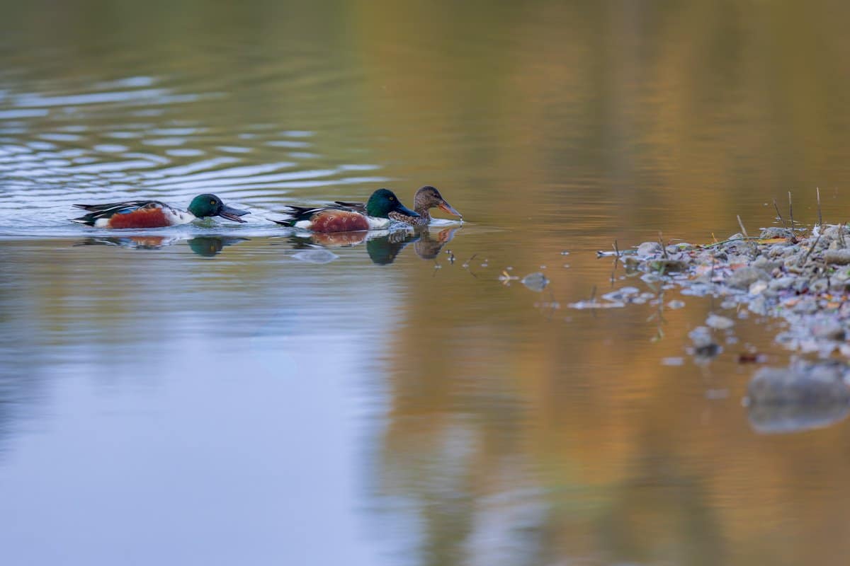 Spatula clypeata, Slobeend