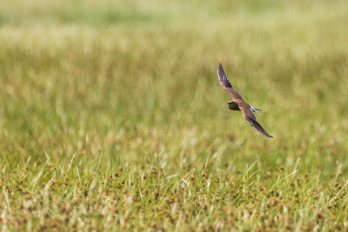 Glareola nordmanni, Steppevorkstaartplevier