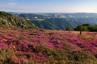 Velden met bloeiende paarse heide in het departement Hérault, Frankrijk