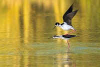 Steltkluut, Domaine des Oiseaux in Mazères