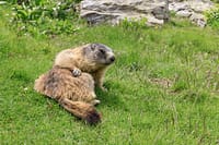Marmotten in Vallée d'Eyne