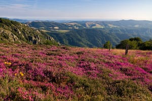 Velden met bloeiende paarse heide in het departement Hérault, Frankrijk