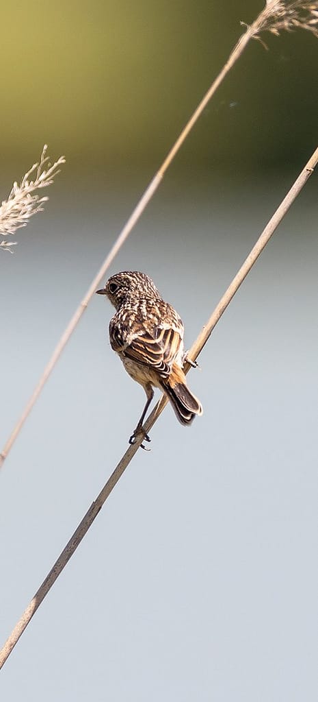 Saxicola rubicola, Roodborsttapuit