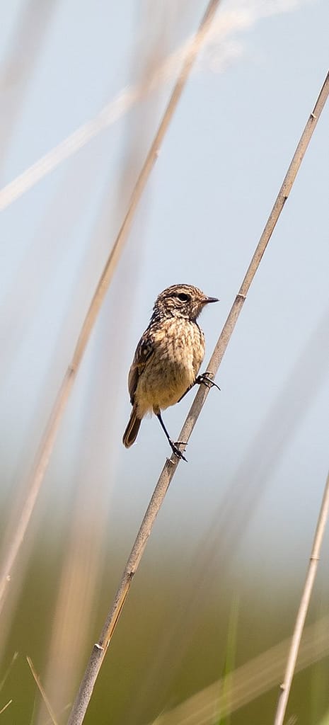 Saxicola rubicola, Roodborsttapuit