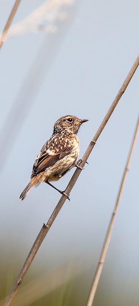 Saxicola rubicola, Roodborsttapuit