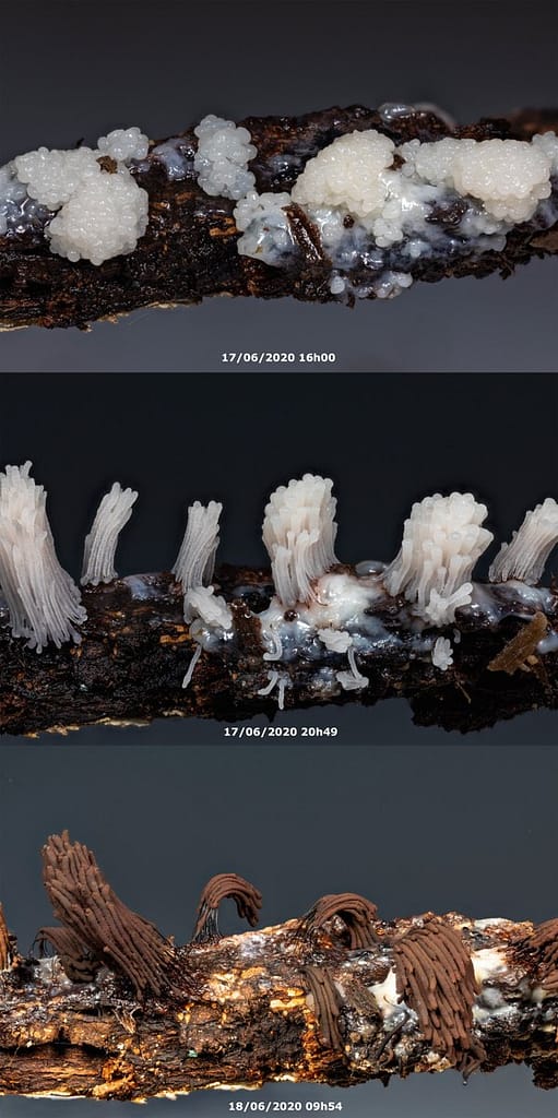 Stemonitis Fusca, Gebundeld netpluimpje