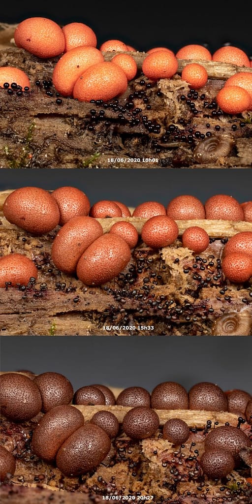 Lycogala exiguum, Kleine boomwrat