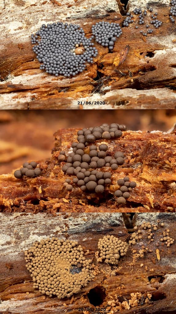 Cribraria argillacea, Zandkleurig lantaarntje